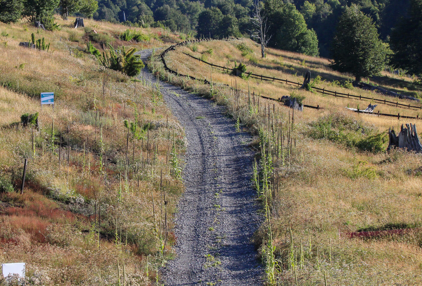 Re-crowned gravel driveway